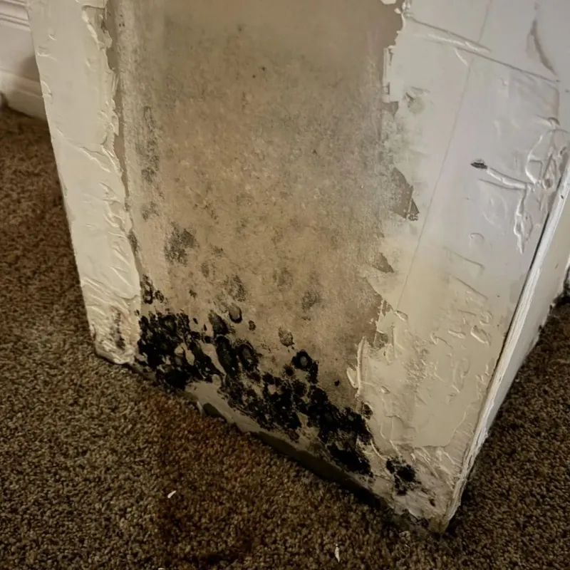 Professional Mold Removal in Coahoma County, MS